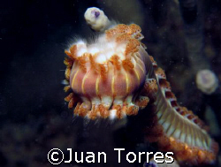 Bristle Worm at Cerro Gordo, Puerto Rico by Juan Torres 